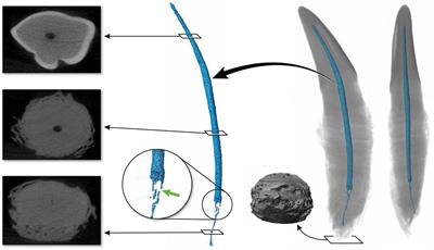 Morphological study of pulp cavity anatomy of canine teeth in domestic cats using micro-computed tomography